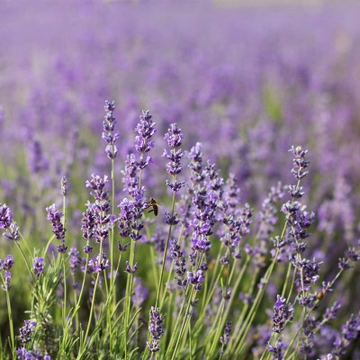 Common English Lavender Flower Garden Seeds - 1 Lb - Perennial Herb Gardening Seeds - Lavandula angustifolia   566878932